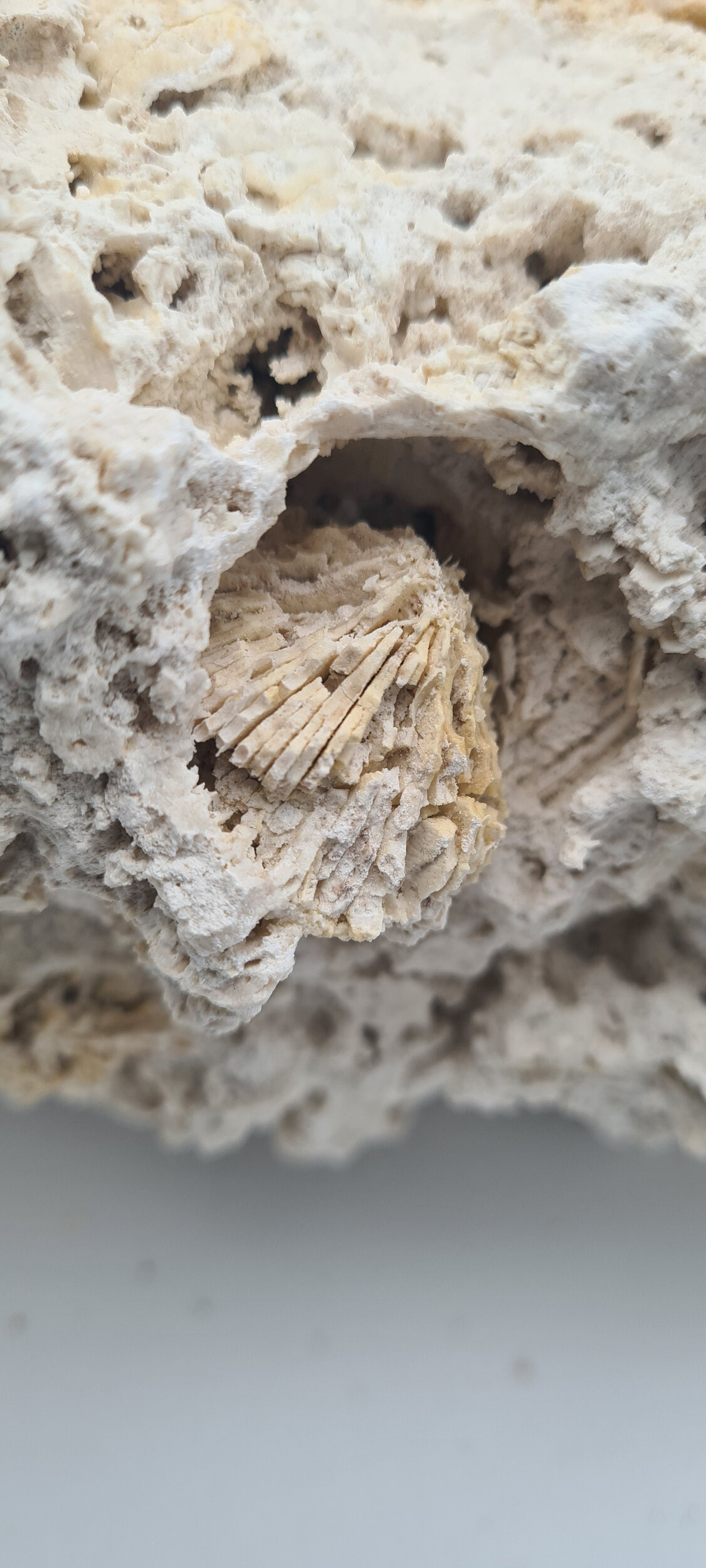 aquavie-reef-rock-roche-corallienne-inerte-pour-creer-la-base-decorative-de-votre-recif