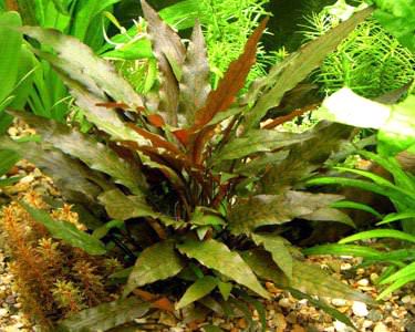 cryptocoryne-undulatus rouge