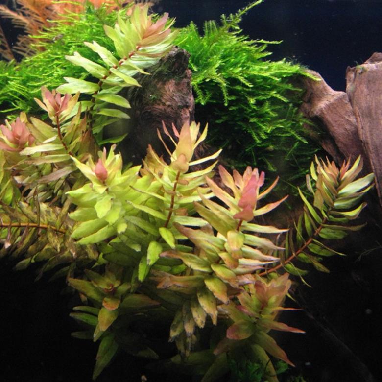 Rotala_macrandra_Green_Narrow_Leaf