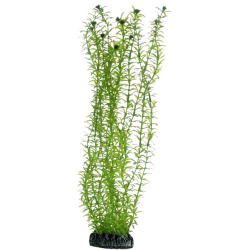 HOBBY Lagarosiphon 34 cm plante artificielle pour aquarium