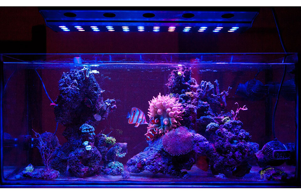 rampe-aquarium-led