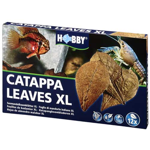 HOBBY Catappa Leaves XL lot de 12 feuilles de Badamier pour aquarium