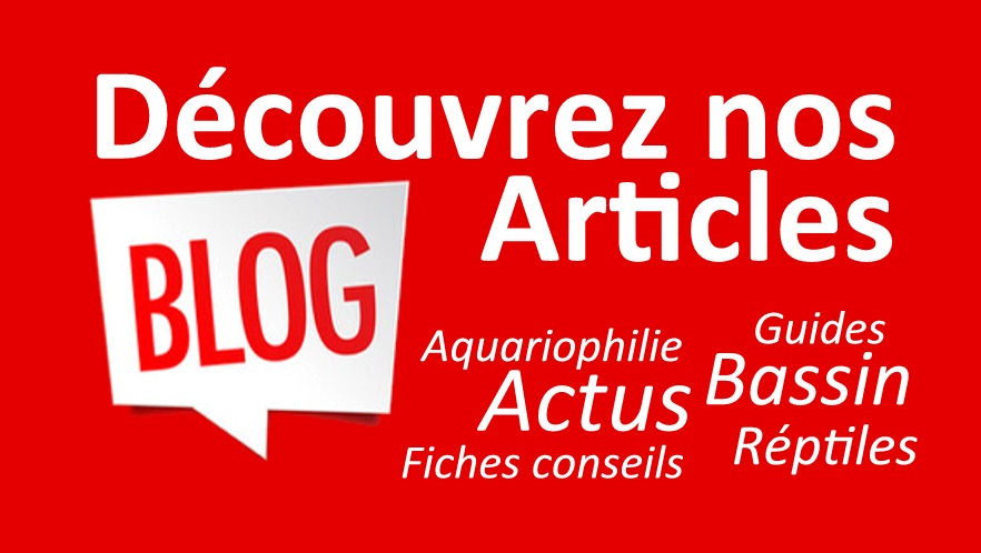 Découvrez nos articles de blog sur l'aquariophilie, les bassin, réptiles - Fiches conseils et guides