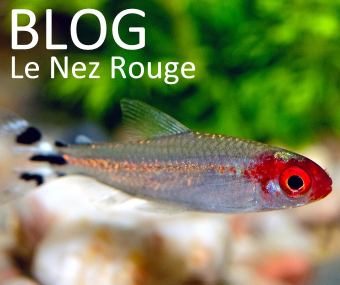 Nez Rouge (Hemigrammus bleheri) - Guide complet sur ce poisson d'aquarium
