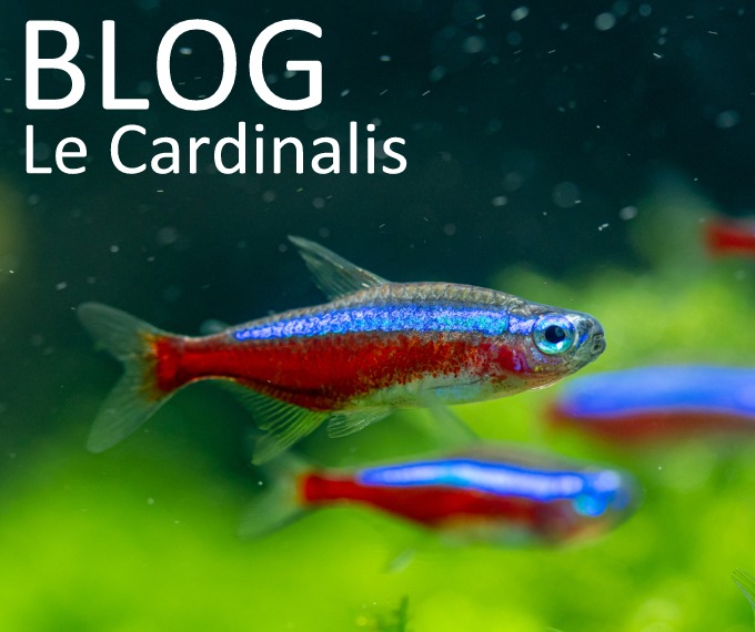 Cardinalis ou Néon Rouge (Paracheirodon axelrodi) - Guide complet sur ce poisson d'aquarium