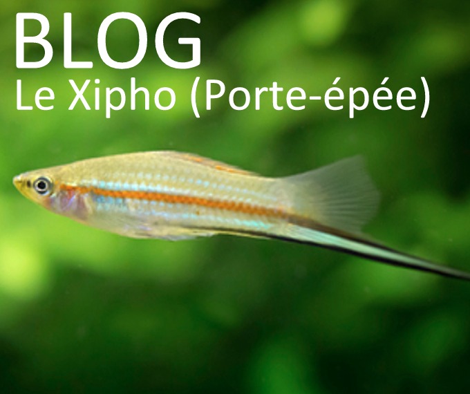 Le Xipho ou Porte-épée (Xiphophorus hellerii) - Guide complet sur ce poisson d'aquarium