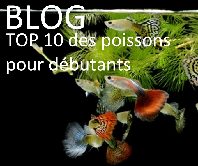 TOP 10 des poissons pour débuter en Aquariophilie d'eau douce