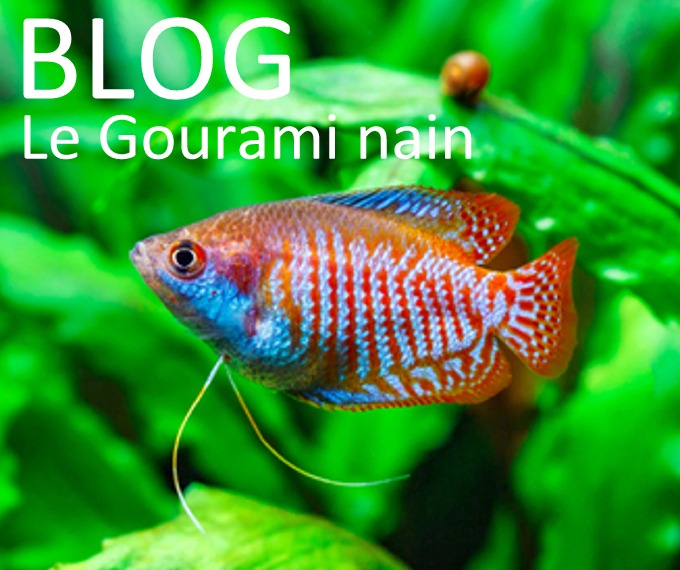 Le Gourami nain (Colisa lalia) - Guide complet sur ce poisson d'aquarium