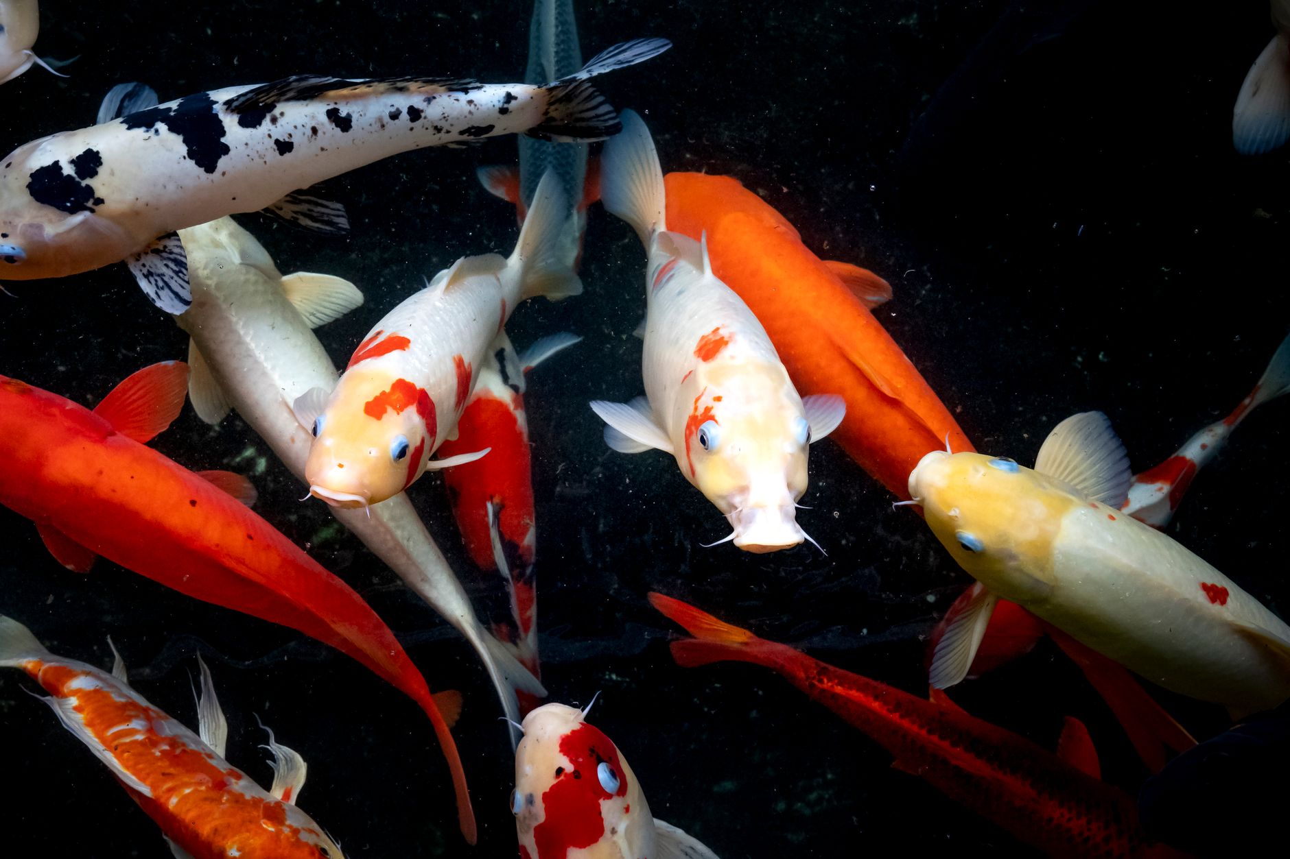 photos gratuites de aquatique bassin brillant