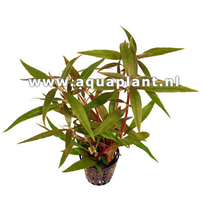 Alternanthera reneckei plante d'aquarium en bouquet