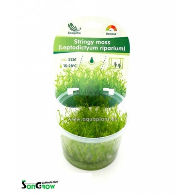Stringy moss (Leptodictyum riparium) mousse qualité Prémium en gobelet In Vitro 100 ml