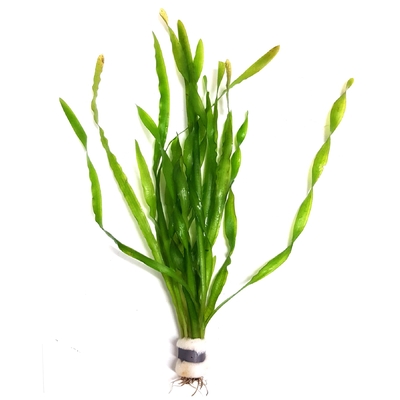 Vallisneria asiatica plante d'aquarium en bouquet