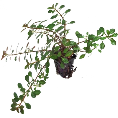 Ludwigia glandulosa plante d'aquarium en pot de diamètre 5 cm