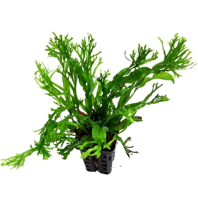 Microsorum Pteropus var. Windelov var. Windelov plante d'aquarium en pot de diamètre 5 cm