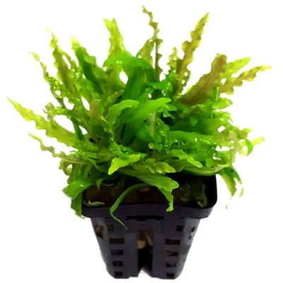 Pogostemon helferi plante d'aquarium en pot de diamètre 5 cm