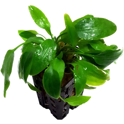 Cryptocoryne wendtii green plante d'aquarium en pot de diamètre 5 cm