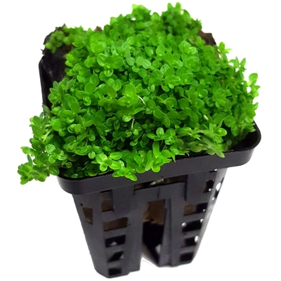 Hemianthus callitrichoides plante d'aquarium en pot de diamètre 5 cm