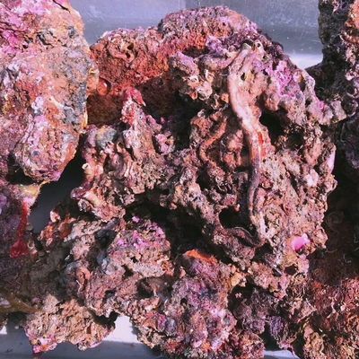 Pierres Vivantes Prémium de Méditerranée 30 Kg pour aquarium marin livrées en 24h