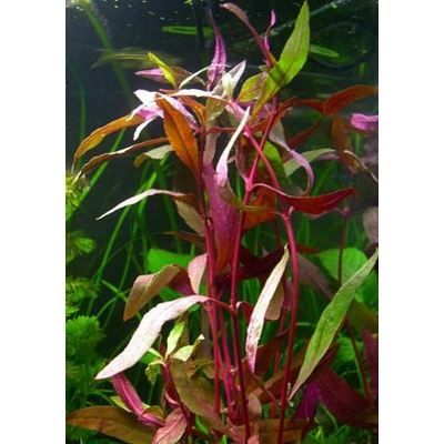 Alternanthera Sessilis Plante d'aquarium en pot de diamètre 5cm