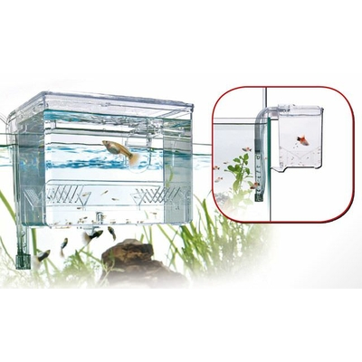 AMTRA Breeding Box Large isoloir externe de 1,2L avec système de renouvellement automatique de l'eau
