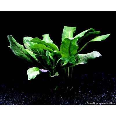 Armoracia Aquatica Plante d'aquarium en pot de diamètre 5cm