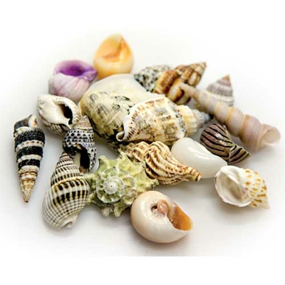 HOBBY Sea Shells Set L lot de 5 coquilles d'éscargots pour bernard l'hermite ou pour la décoration de l'aquarium