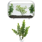 BP-23_Betta_Plants_Salvia_Alt