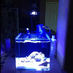 ampoule-led-21-aquarium-recifal-marin-3