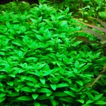 staurogyne-repens