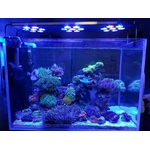asaqua-max-90-rampe-leds-récifal-en-fonctionnement