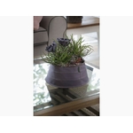 Trendy-Pond-indoor-violet-30-cm-kamerplant-lbox-800x600-F9F9F9