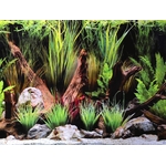poster-de-fond-pour-aquarium-wonder-face-plantes-et-fond-noir-décoration