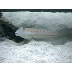 preis-bora-bora-sand-substrat-aquarium-marin