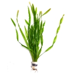 Vallisneria-asiatica-plante-d-aquarium-en-bouquet-akouashop