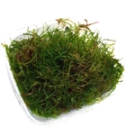 mousse-de-java-vesicularia-dubyana-plante-aquarium-akouashop