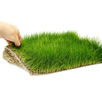 tapis-plante-epaqmat-xxl-eleocharis-acicularis-dimension-du-tapis-60-x-40-cm