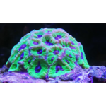 filtre-smartphone-et-objectif-macro-pour-des-photos-colorees-de-vos-coraux-et-poissons~3