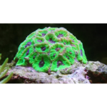 filtre-smartphone-et-objectif-macro-pour-des-photos-colorees-de-vos-coraux-et-poissons~4