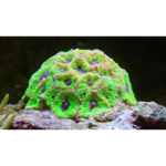 filtre-smartphone-et-objectif-macro-pour-des-photos-colorees-de-vos-coraux-et-poissons~5