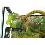 reptizoo-mangeoire-abreuvoir-arboricole-8-x-8-x-6-cm-avec-ventouses-de-fixation-4