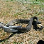 reptizoo-snake-tong-132-cm-pince-a-serpent-en-metal-4
