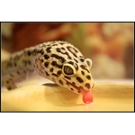 reptizoo-water-dishies-s-abreuvoir-pour-reptile