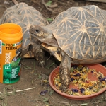 jbl-proterra-florsil-nourriture-de-base-aux-fleurs-pour-tortues-terrestres-6-min