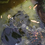 jbl-proterra-crustarus-nourriture-complete-pour-tortues-d-eau-avec-ecrevisses-poissons-crevettes-2-min