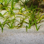 jbl-sansibar-river-substrat-de-sol-naturel-fin-clair-pigmente-de-noir-0-8-mm-pour-aquarium-d-eau-douce-2-min