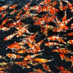 jbl-propond-growth-xs-1-l-nourriture-kois-speciale-croissance-sous-forme-de-perles-pour-poissons-de-5-a-15-cm-4-min