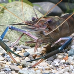 jbl-pronovo-crabs-nourriture-en-pastilles-pour-crabes-ecrevisses-et-crevettes-geantes-1-a-20-cm-3-min