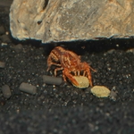 jbl-pronovo-crabs-nourriture-en-pastilles-pour-crabes-ecrevisses-et-crevettes-geantes-1-a-20-cm-5-min