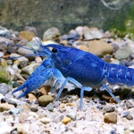 jbl-pronovo-crabs-nourriture-en-pastilles-pour-crabes-ecrevisses-et-crevettes-geantes-1-a-20-cm-8-min