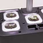 capsules-de-germination-x20